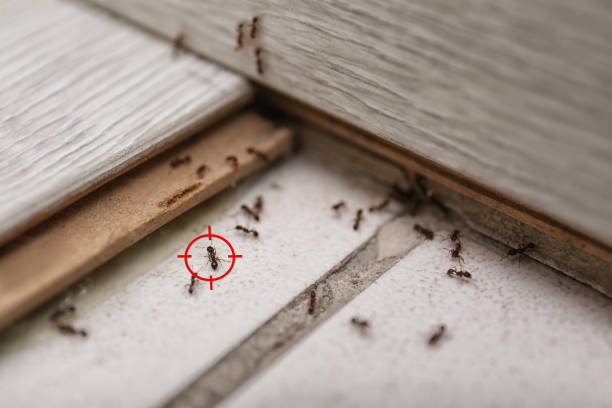 Pest Prevention Services in Compo, CT