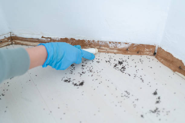 Best Rat Extermination Near Me  in Compo, CT