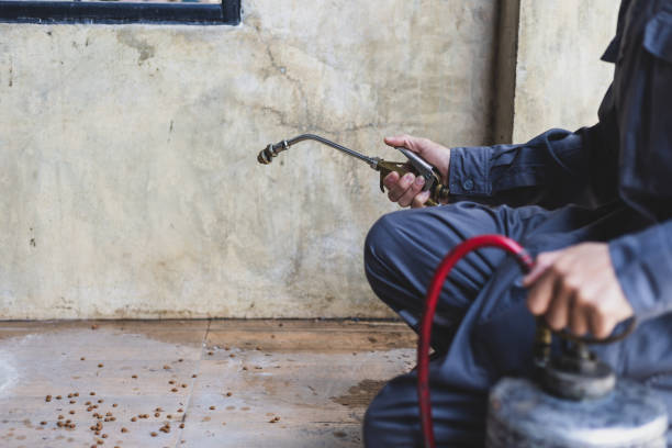 Best Wasp Removal Services  in Compo, CT